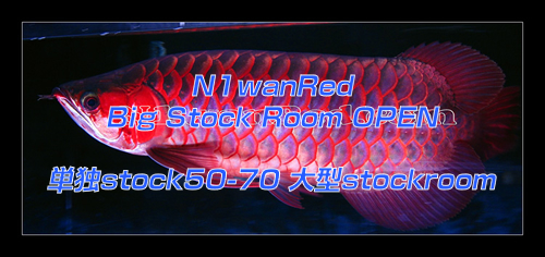 N1wanRed Big Stock Room OPEN 単独stock50-70 大型stockroom